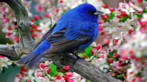 Second Bird