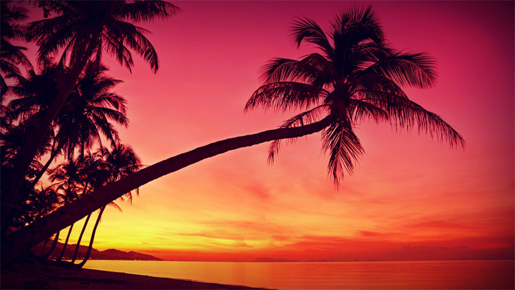 Palm
